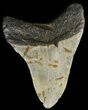Megalodon Tooth - North Carolina #65688-2